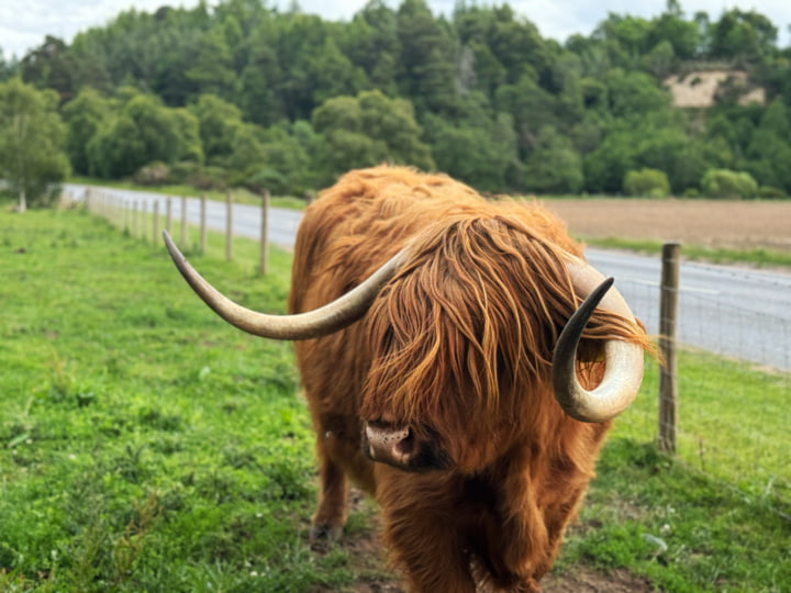 Highland-Kuh gesichtet!