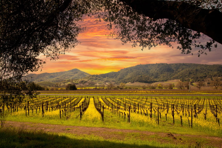 Sonnenuntergang in den Weinreben, Napa Valley