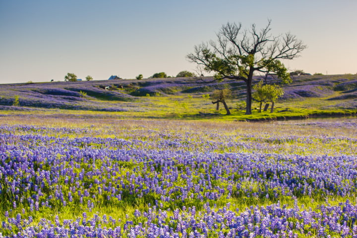 Bluebonnet-Blüte in Texas