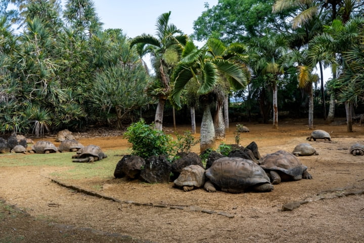 Die Aldabra-Riesenschildkröten