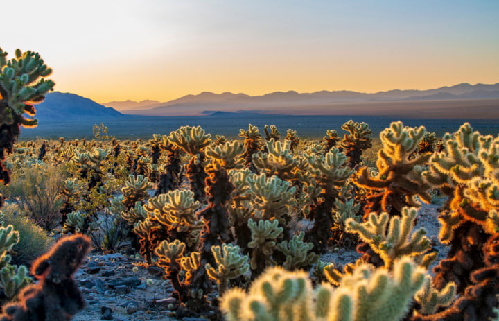 Cholla Cactus Garden