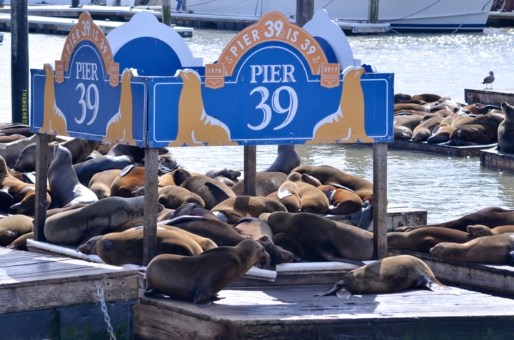 Pier 39 in San Francisco