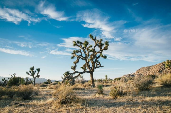 Joshua Tree Nationalpark