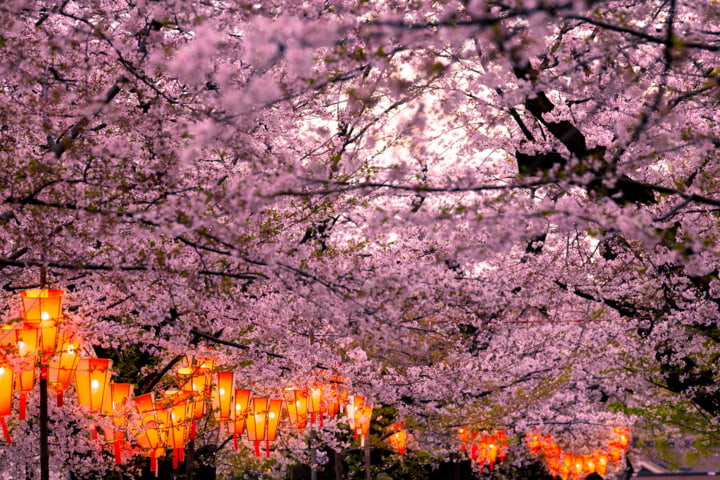 Kirschblüte in Japan