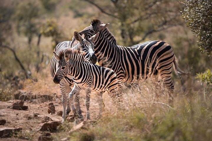 Zebras