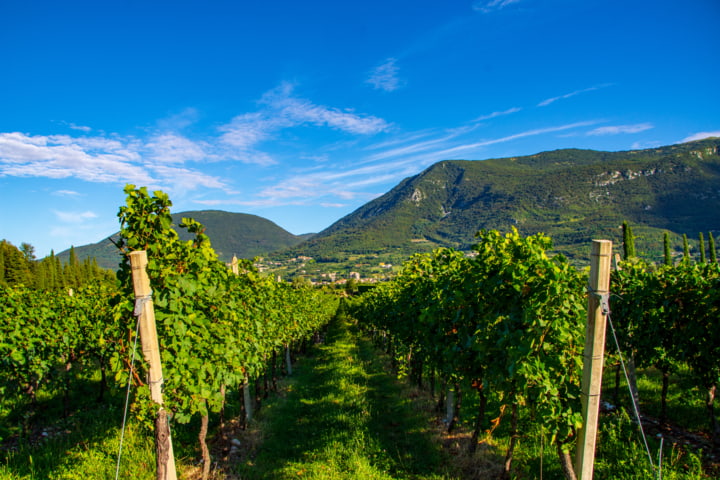 Weingut in Bardolino