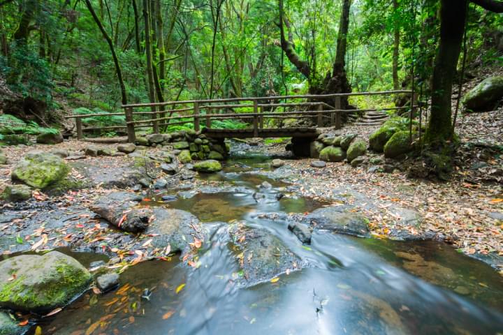 Wald in El Cedro