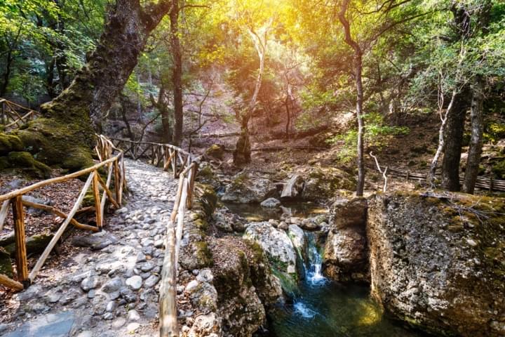 Wanderweg Wald