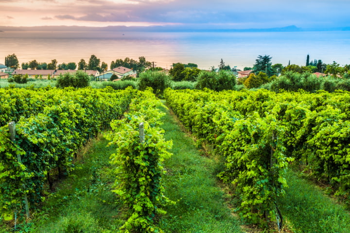 Weinreben in Bardolino