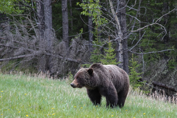 Grizzlybär im Wald