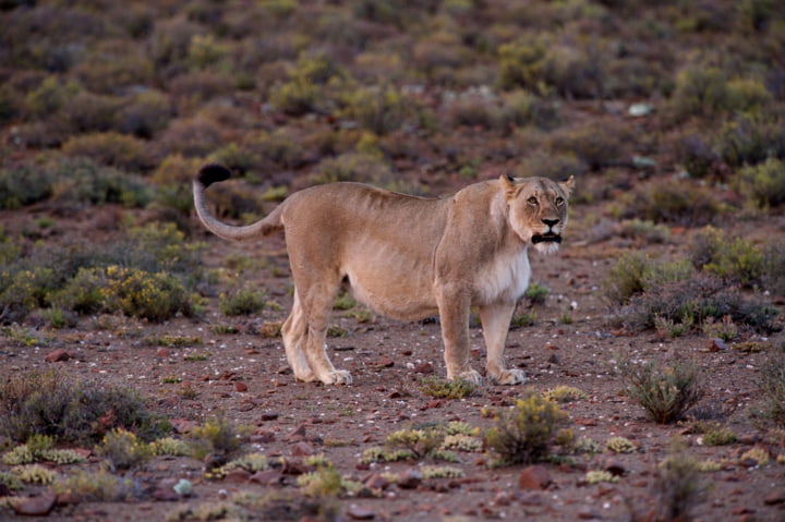 Löwe im Sanbona Wildlife Reserve