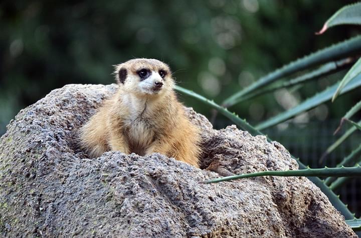 Zoo in San Diego