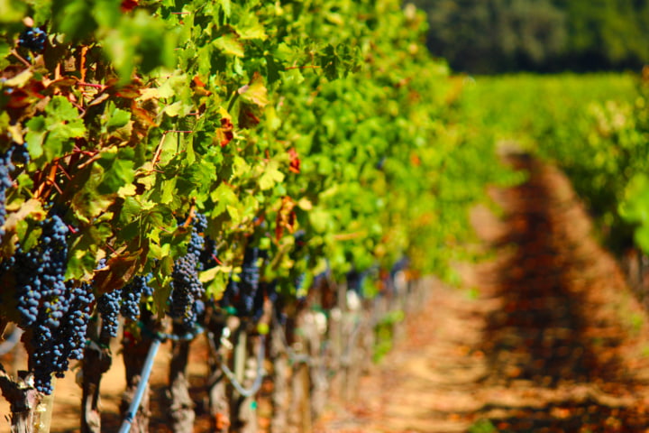 Weinreben in Napa Valley