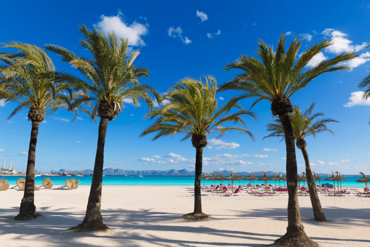 Palmen am Strand von Alcudia