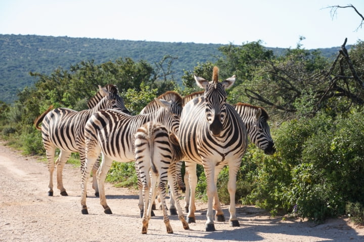 Zebras im Addo-Elefanten-Nationalpark