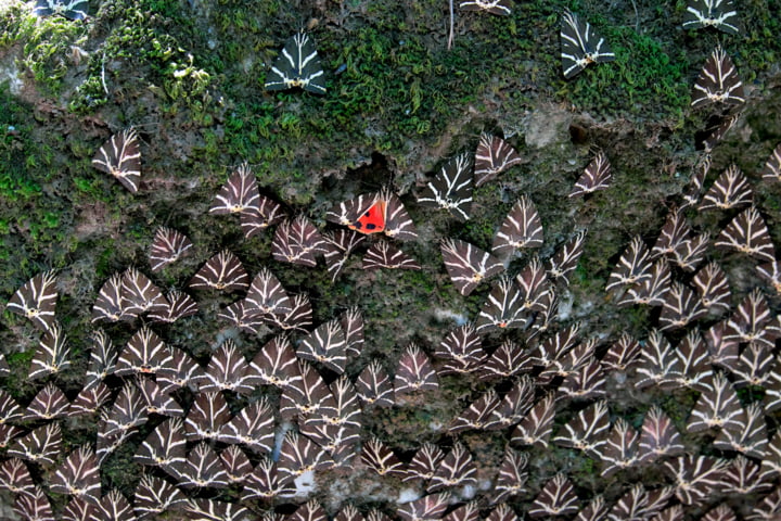 Schmetterlinge Rhodos