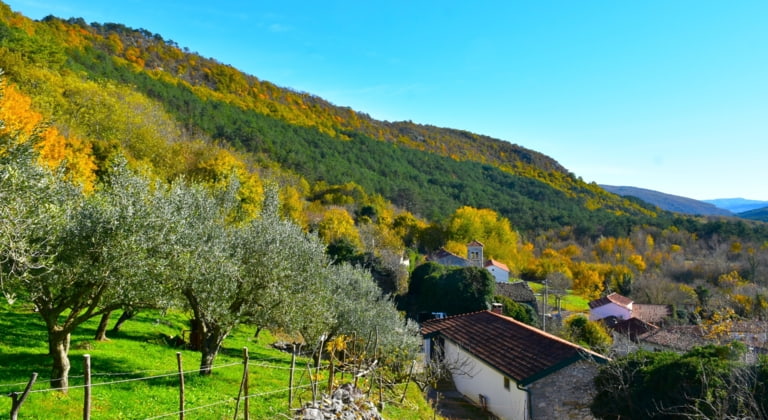 Smokvica
