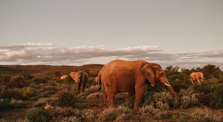 Addo-Elefanten-Nationalpark
