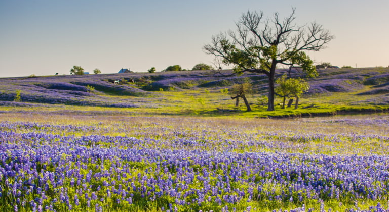 Fredericksburg, Luckenbach, New Braunfels