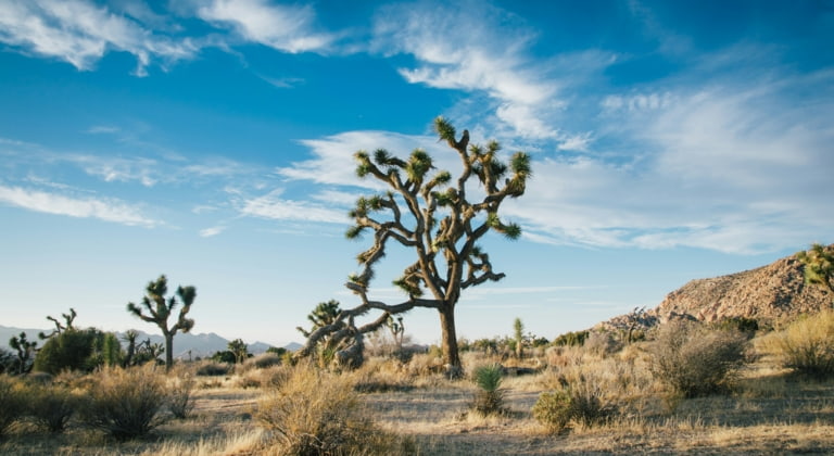 Joshua Tree Nationalpark